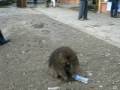 videos de 峨眉山靈猴