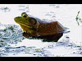 Bullfrog Inspiration