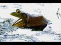 Bullfrog Inspiration