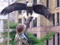 Bald Eagles
