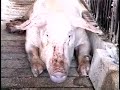 A 15 minute long documentary by Farm Sanctuary describing the issues surrounding today's factory farms. Narrated by Mary Tyler Moore.