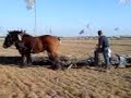 Cirkel ploegen met paarden tijdens NK ploegen op de Oostwaardhoeve in Slootdorp