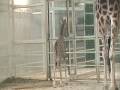 Bébé girafe / Baby giraffe