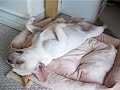 眠りイヌ動画