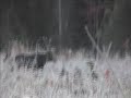 the-poaching-preacher.html