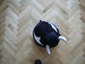 Bull having a walk on Roomba