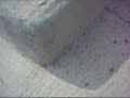 ants