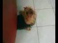 Crystal a cadelinha sacal!