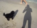 Affenpinscher