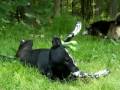 sammyformerly-chained-dog-in-clarion-pa.html