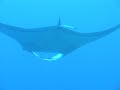 Tubbataha 2006 - manta rays