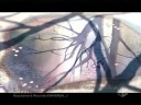 hasta que el sol se apague    amv