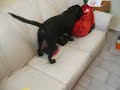 luly k-9 luly k-9