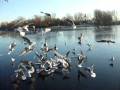 videos de Skating Goose