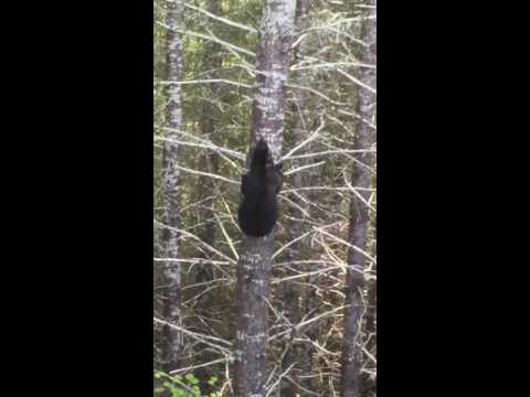¿Cómo de rápido puede subirse un oso a un árbol?