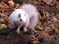 white squirrel in the prospect park white squirrel in the prospect park