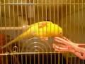videos de 081226_0717~0001.m4v