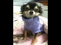 Uśmiechnięty Chihuahua