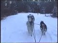 Sled Dogs