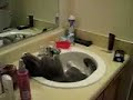 Crack Kitty!