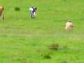 Herre and Jason at kilmartin