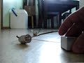 Playing with death magnets (large block neodymium N40)