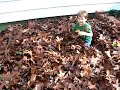 Playing in the Leaves Playing in the Leaves