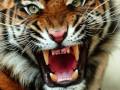 Auburn Football 2009: We're Back, Baby!!!