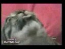 Talking Cat