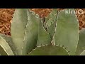 Bill Ramsdell:  Central Texas Gardener