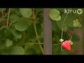 Bill Ramsdell: Central Texas Gardener