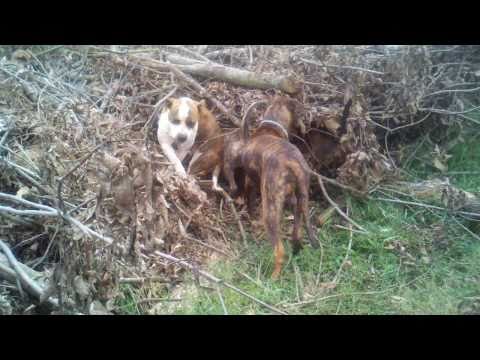 presa canario