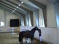 2 year old horse for sale e.Twilight (Flemming)