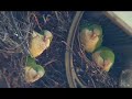 in the bronx, wild quaker parrots have lived in pelham bay park since the 1970s. this short 2-minute video introduces you to their event-filled lives.