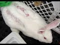 Animal Rights.wmv