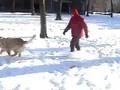 Golden Retriever video