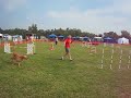 Mendel Novice JWW Q at Albion NY AKC