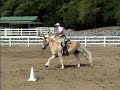 ARAGORN (A Devious Affair) Haflinger ARAGORN (A Devious Affair) Haflinger
