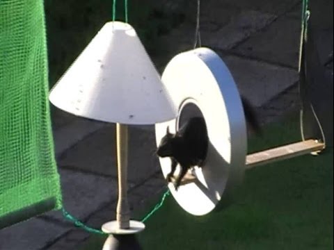 Black Squirrel Sprints Assault Course