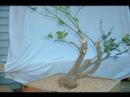 Euonymus