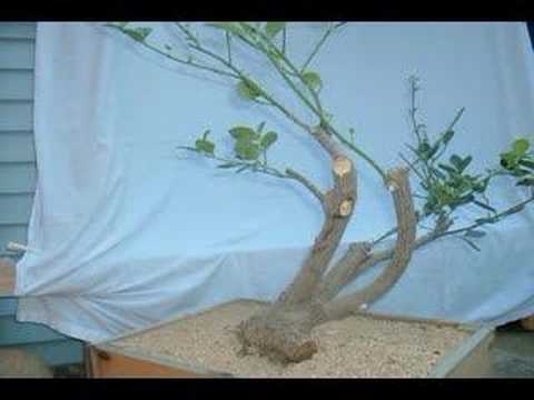 how to transplant golden euonymus