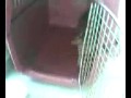 videos de ants attack dog
