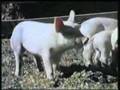 Sesame Street - Have you ever been to the farm?