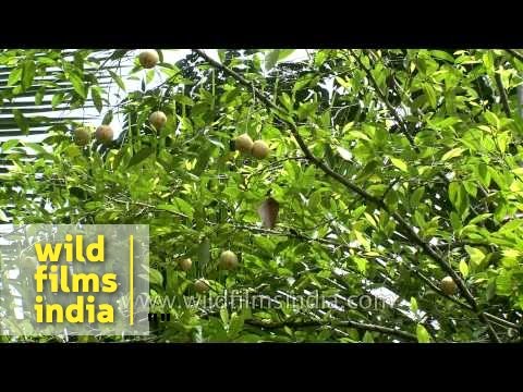 how to harvest nutmeg