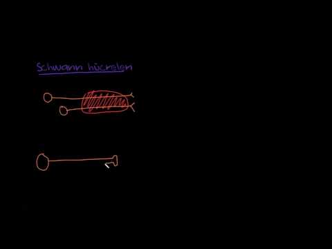 FİZYOLOJİ - SCHWANN HÜCRELERİ