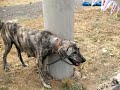 Karayaka shepherd dog black coated shepherd dog