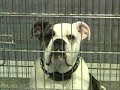 CanineDogProject old english bulldog