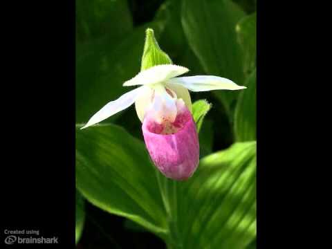 how to transplant pink lady slippers