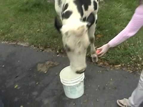 My Best Friend, the Cow Black Spot ~ ...