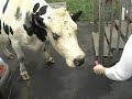 My Best Friend, the Cow Black Spot ~ Part 3
